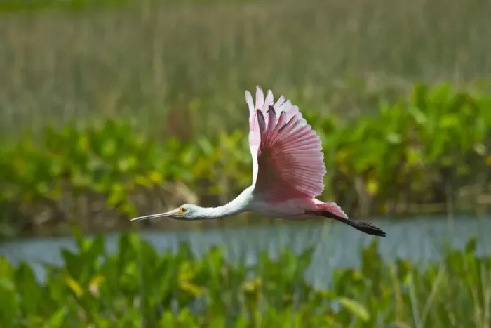 Framed Print : USA, Florida, Sarasota, Celery Fields, Roseate Spoonbill, Flying
