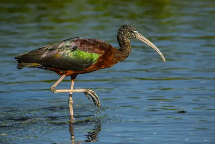 Framed Print : USA, Florida, Sarasota, Myakka River State Park, Glossy Ibis Framed Print : USA, Florida, Sarasota, Myakka River State Park, Glossy Ibis