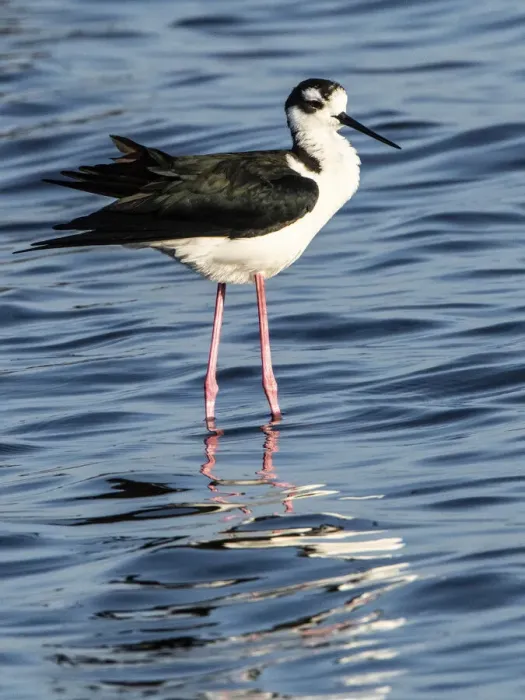 Framed Print : USA, Florida, Sarasota, Myakka River State Park, Black-necked Stilt Framed Print : USA, Florida, Sarasota, Myakka River State Park, Black-necked Stilt