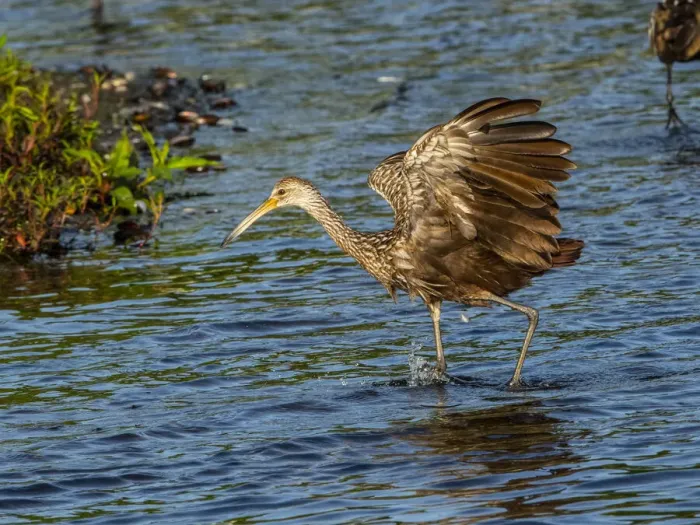 Framed Print : USA, Florida, Sarasota, Myakka River State Park, Wading Bird, Feeding. Limpkin Framed Print : USA, Florida, Sarasota, Myakka River State Park, Wading Bird, Feeding. Limpkin