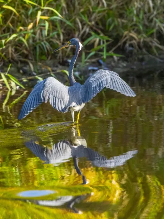 Framed Print : USA, Florida, Sarasota, Myakka River State Park, Tricolored Heron Framed Print : USA, Florida, Sarasota, Myakka River State Park, Tricolored Heron