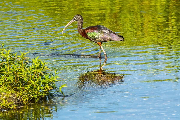 USA, Florida, Sarasota, Myakka River State Park, Wading Bird, Feeding, Glossy Ibis