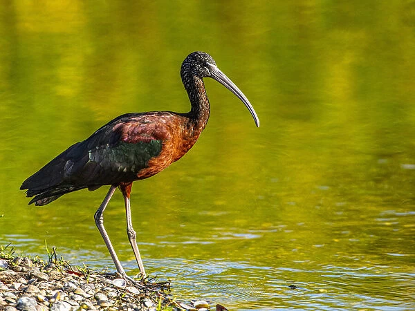 USA, Florida, Sarasota, Myakka River State Park, Glossy Ibis