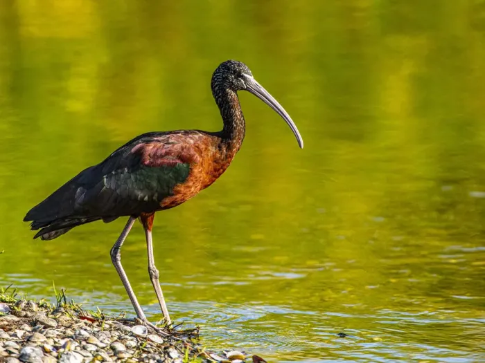Framed Print : USA, Florida, Sarasota, Myakka River State Park, Glossy Ibis