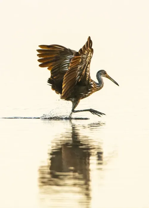 Framed Print : USA, Florida, Sarasota, Myakka River State Park, Wading Bird, Feeding, Limpkin Framed Print : USA, Florida, Sarasota, Myakka River State Park, Wading Bird, Feeding, Limpkin