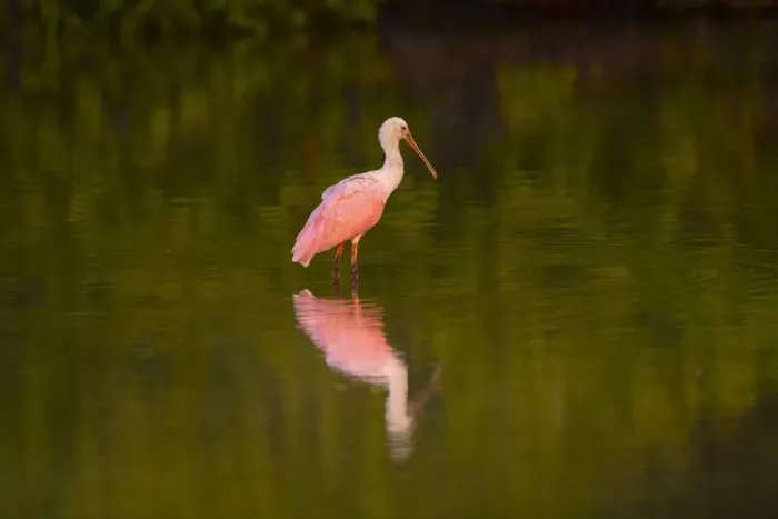 Framed Print : USA, Florida, Sarasota, Myakka River State Park, Wading Roseate Spoonbill