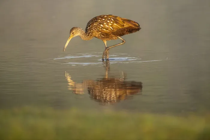 Framed Print : USA, Florida, Sarasota, Myakka River State Park, Wading Bird, Feeding, Limpkin