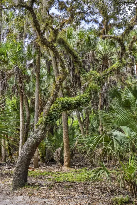 Framed Print : USA, Florida, Sarasota, Myakka River State Park Framed Print : USA, Florida, Sarasota, Myakka River State Park