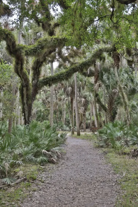 Framed Print : USA, Florida, Sarasota, Myakka River State Park