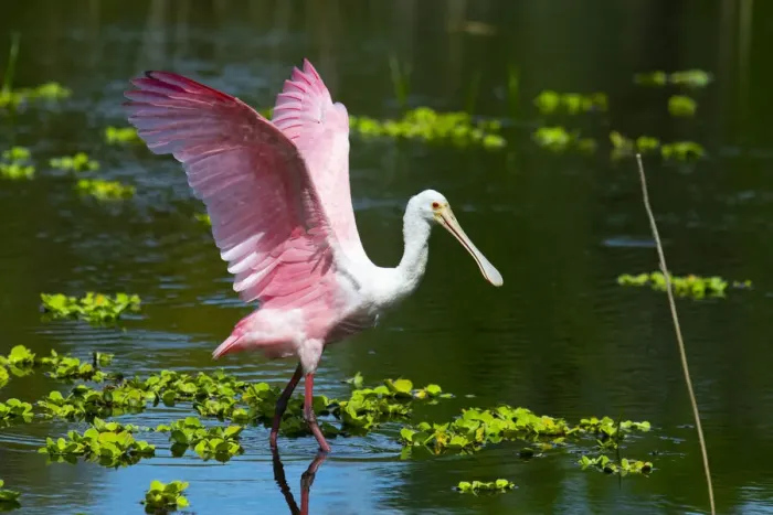Framed Print : USA, Florida, Sarasota, Myakka River State Park, Roseate Spoonbill Wings Raised Framed Print : USA, Florida, Sarasota, Myakka River State Park, Roseate Spoonbill Wings Raised