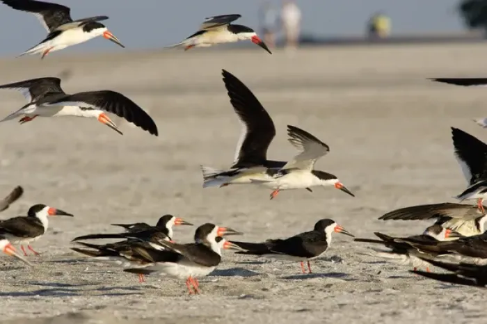 Framed Print : USA, Florida, Sarasota, South Lido Beach, Black skimmers on the beach, Rynchops niger