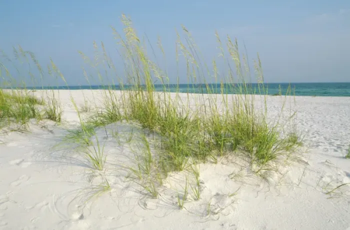 Framed Print : USA, Florida, Shell Island, St. Andrews SRA, Panama City, Sea Oats on Sand dunes Framed Print : USA, Florida, Shell Island, St. Andrews SRA, Panama City, Sea Oats on Sand dunes