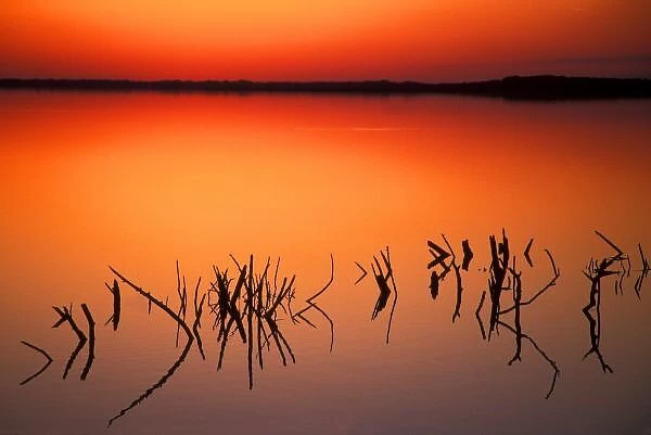 USA, Florida. Silhouettes of dead tree branches protrude through water on Lake Apopka at sunset
