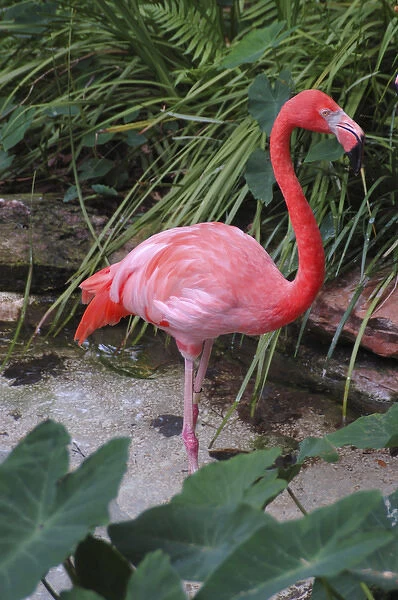 USA; Florida; Silver Springs Nature Theme Park; pink lamingo