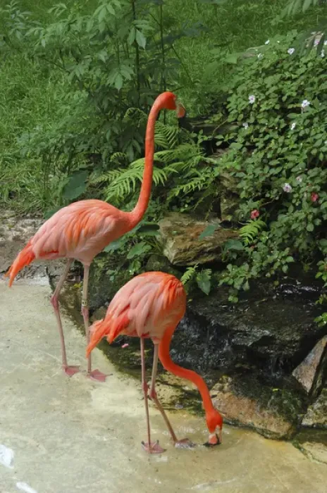 Framed Print : USA, Florida, Silver Springs Nature Theme Park, pink flamingoes Framed Print : USA, Florida, Silver Springs Nature Theme Park, pink flamingoes