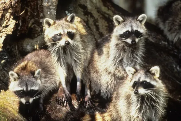 Framed Print : USA, Florida, Silver Springs. Raccoon family portrait