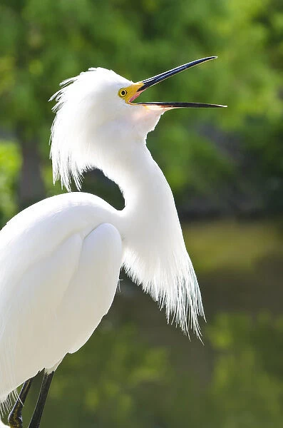 USA, Florida. Snowy Egret (Egretta thula) Everglades, Florida