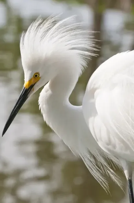 Framed Print : USA, Florida. Snowy Egret (Egretta thula) Everglades, Florida Framed Print : USA, Florida. Snowy Egret (Egretta thula) Everglades, Florida