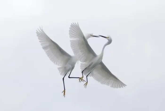Framed Print : USA, Florida, Two snowy egrets with outstretched wings interacting in midair Framed Print : USA, Florida, Two snowy egrets with outstretched wings interacting in midair