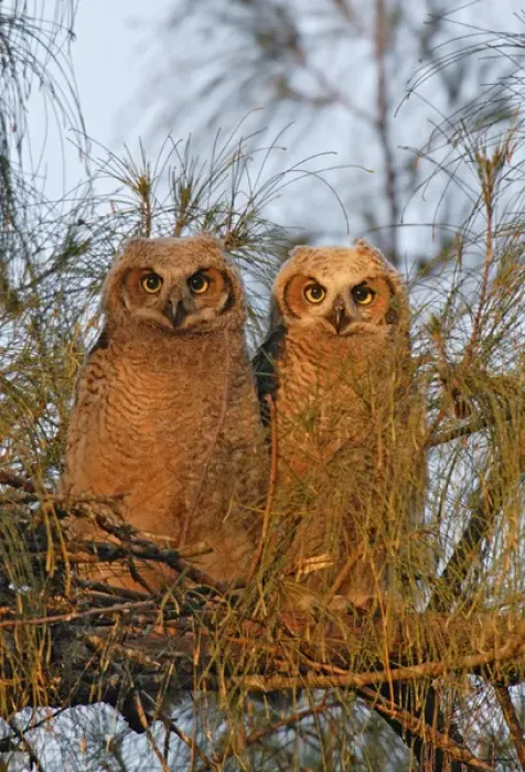 Framed Print : USA, Florida, De Soto. Great horned owlets sit on tree limb Framed Print : USA, Florida, De Soto. Great horned owlets sit on tree limb