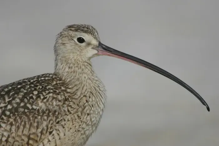 Framed Print : USA, Florida, De Soto. Portrait of long-billed curlew at Fort De Soto Park. Credit as