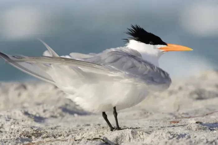 Framed Print : USA, Florida, South Lido Beach, Royal Tern shaking wings, Sterna maxima Framed Print : USA, Florida, South Lido Beach, Royal Tern shaking wings, Sterna maxima