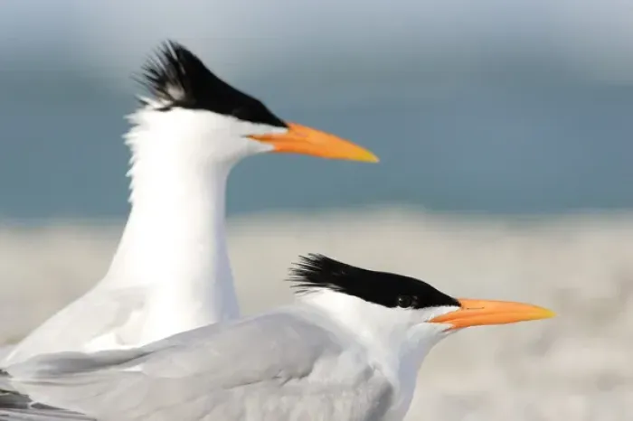 Framed Print : USA, Florida, South Lido Beach, Pair of Royal Terns, Sterna maxima