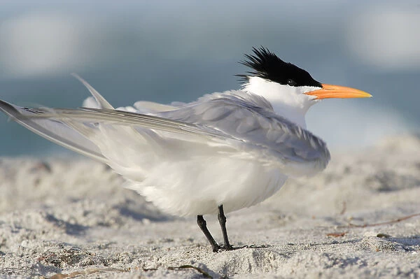 USA, Florida, South Lido Beach, Royal Tern shaking wings, Sterna maxima