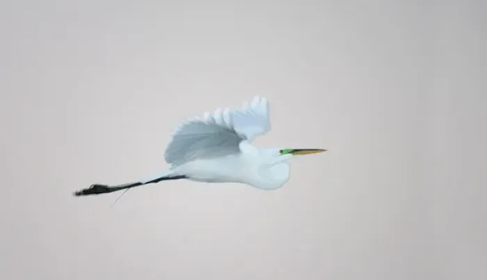 Framed Print : USA, Florida, South Venice. Flying great egret lit with flash in predawn at the Venice Rookery Framed Print : USA, Florida, South Venice. Flying great egret lit with flash in predawn at the Venice Rookery