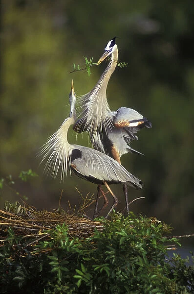 USA, Florida, South Venice. Great blue herons in a courtship display at the Venice Rookery