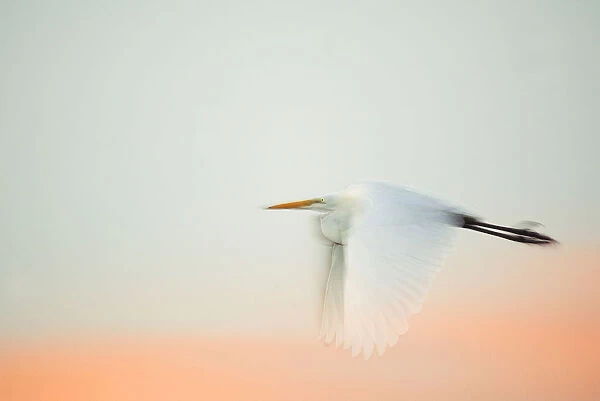 USA, Florida, South Venice, Venice Rookery. Great egret flying against a predawn pink and white sky