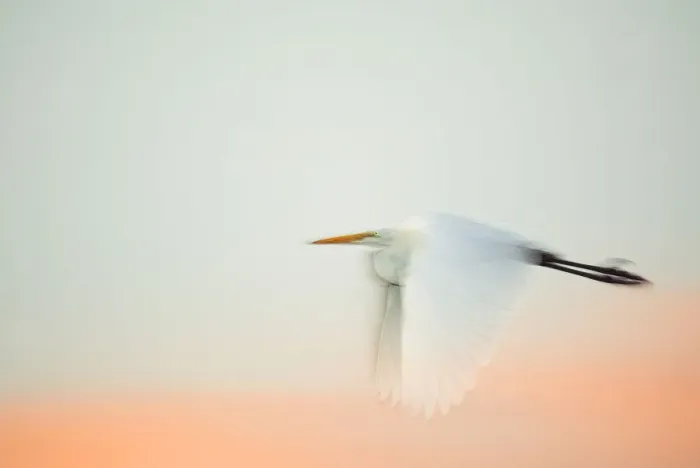 Framed Print : USA, Florida, South Venice, Venice Rookery. Great egret flying against a predawn pink and white sky