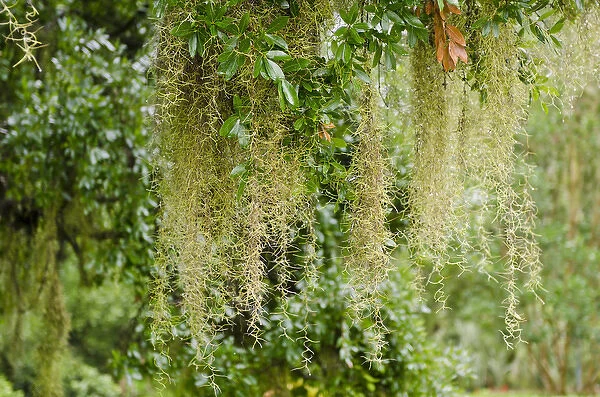 USA, Florida. Spanish moss in Harry P. Leu Gardens Orlando, Florida