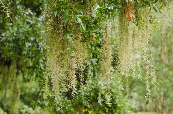 Framed Print : USA, Florida. Spanish moss in Harry P. Leu Gardens Orlando, Florida