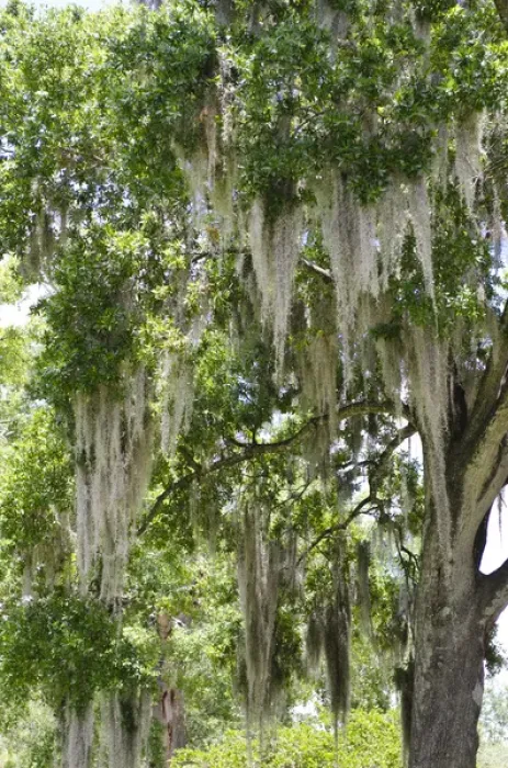 Framed Print : USA, Florida. Spanish moss on tree in Central Park downtown Winter Park, Florida