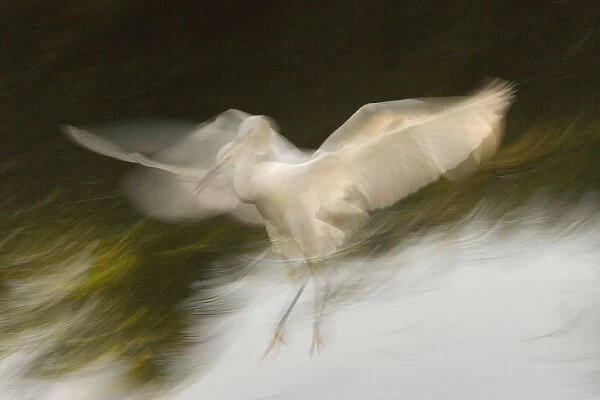 USA, Florida, St. Augustine. Abstract of snowy egret landing
