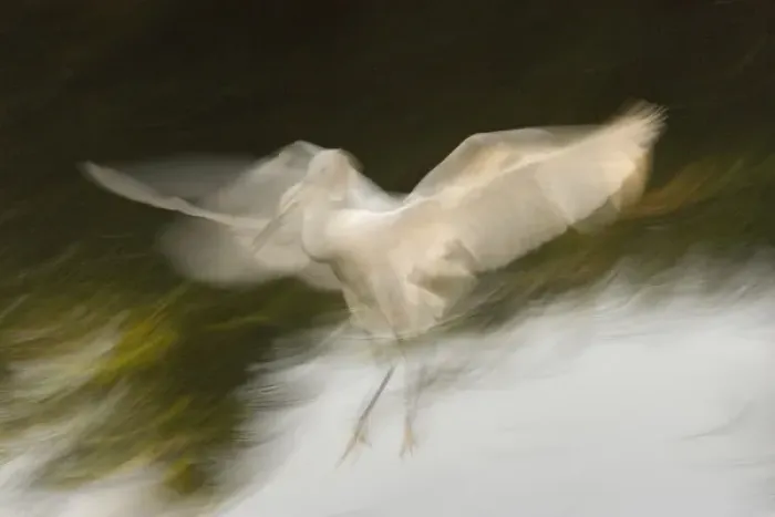 Framed Print : USA, Florida, St. Augustine. Abstract of snowy egret landing Framed Print : USA, Florida, St. Augustine. Abstract of snowy egret landing
