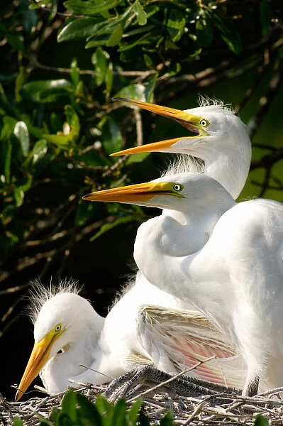 USA, Florida, St. Augustine, Alligator farm rookery, Great Egret juveniles inside nest of oak tree