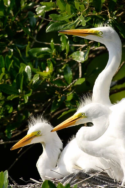 USA, Florida, St. Augustine, Alligator farm rookery, Great Egret juveniles inside nest of oak tree