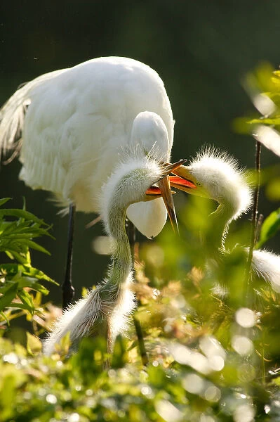 USA, Florida, St. Augustine, Alligator farm rookery, Great egret feeding chicks