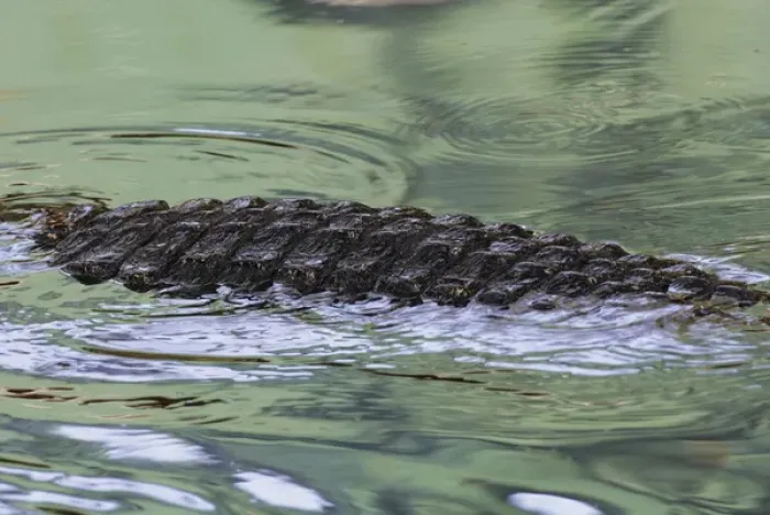 Framed Print : USA, Florida, St. Augustine Alligator Farm. American alligator back in water with green reflections Framed Print : USA, Florida, St. Augustine Alligator Farm. American alligator back in water with green reflections