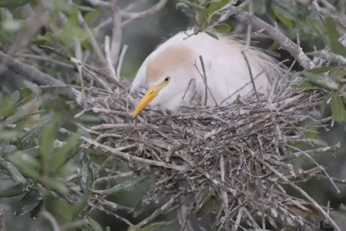 Framed Print : USA, Florida, St. Augustine Alligator Farm. Cattle egret on nest