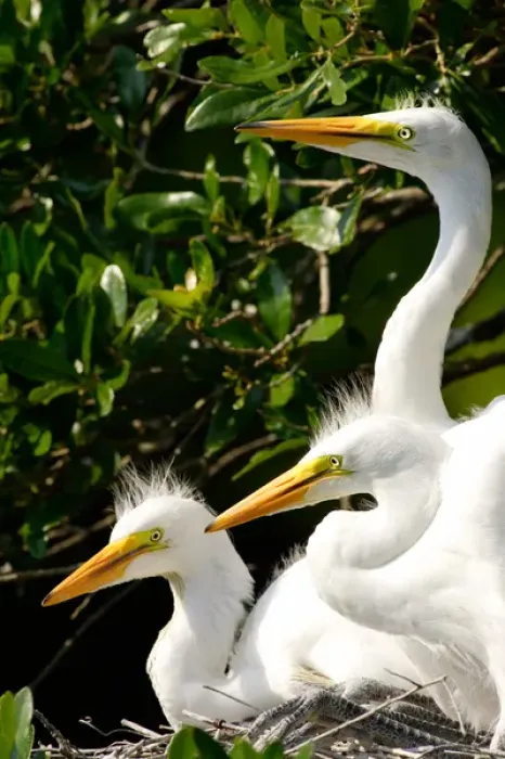 Framed Print : USA, Florida, St. Augustine, Alligator farm rookery, Great Egret juveniles inside nest of oak tree Framed Print : USA, Florida, St. Augustine, Alligator farm rookery, Great Egret juveniles inside nest of oak tree