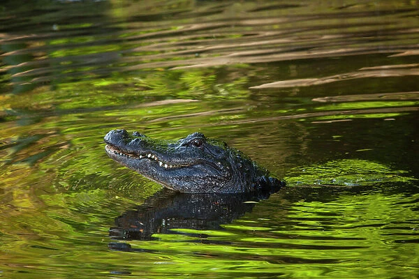 USA; Florida; St. Augustine; Alligator in the rookery at the Alligator Farm