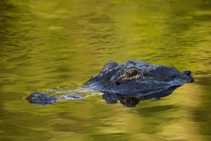 Framed Print : USA, Florida, St. Augustine. American alligator at an alligator Farm