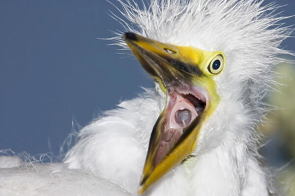 USA, Florida, St. Augustine. Close-up of great egret chick starting a yawn. Credit as