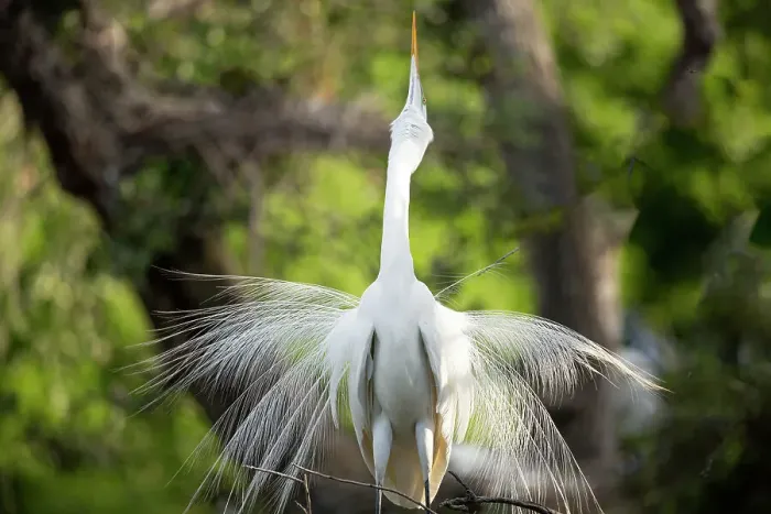 Framed Print : USA, Florida, St. Augustine. Egret displaying breeding plumage Framed Print : USA, Florida, St. Augustine. Egret displaying breeding plumage
