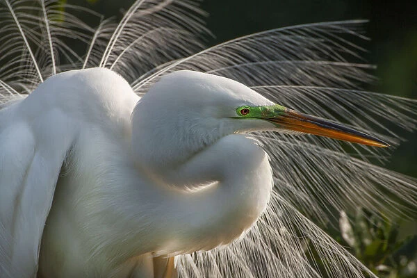 USA, Florida, St. Augustine. Great egret close-up