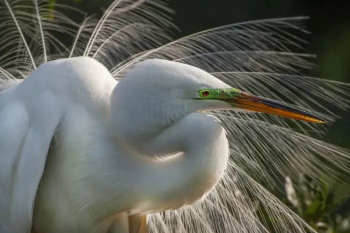 Framed Print : USA, Florida, St. Augustine. Great egret close-up