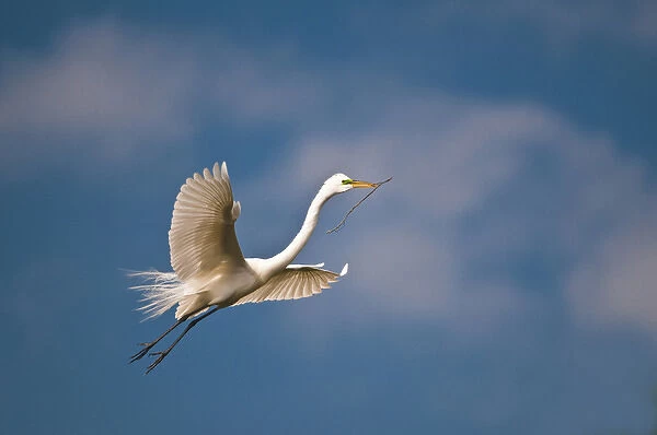 USA, Florida, St. Augustine. Great egret in flight carries nesting twig. Credit as